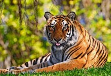 Wildlife
