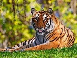 Wildlife