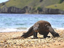 Komodo National Park
